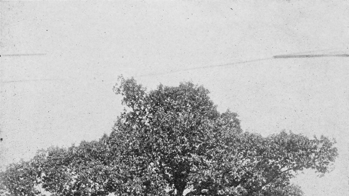 American Chestnut Tree Returns to Bronx Zoo