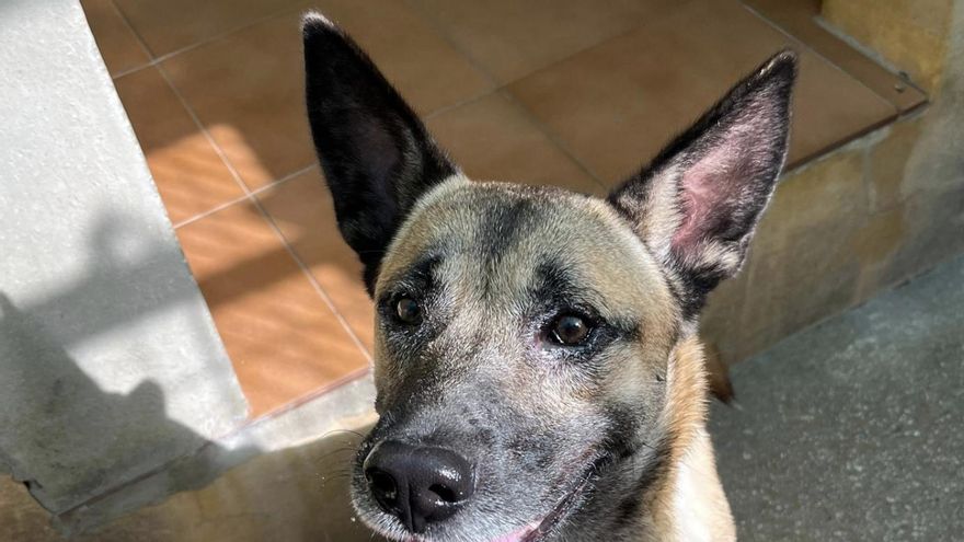 La inagotable fuerza de Júpiter, el perro abandonado en una perrera tras ser atropellado