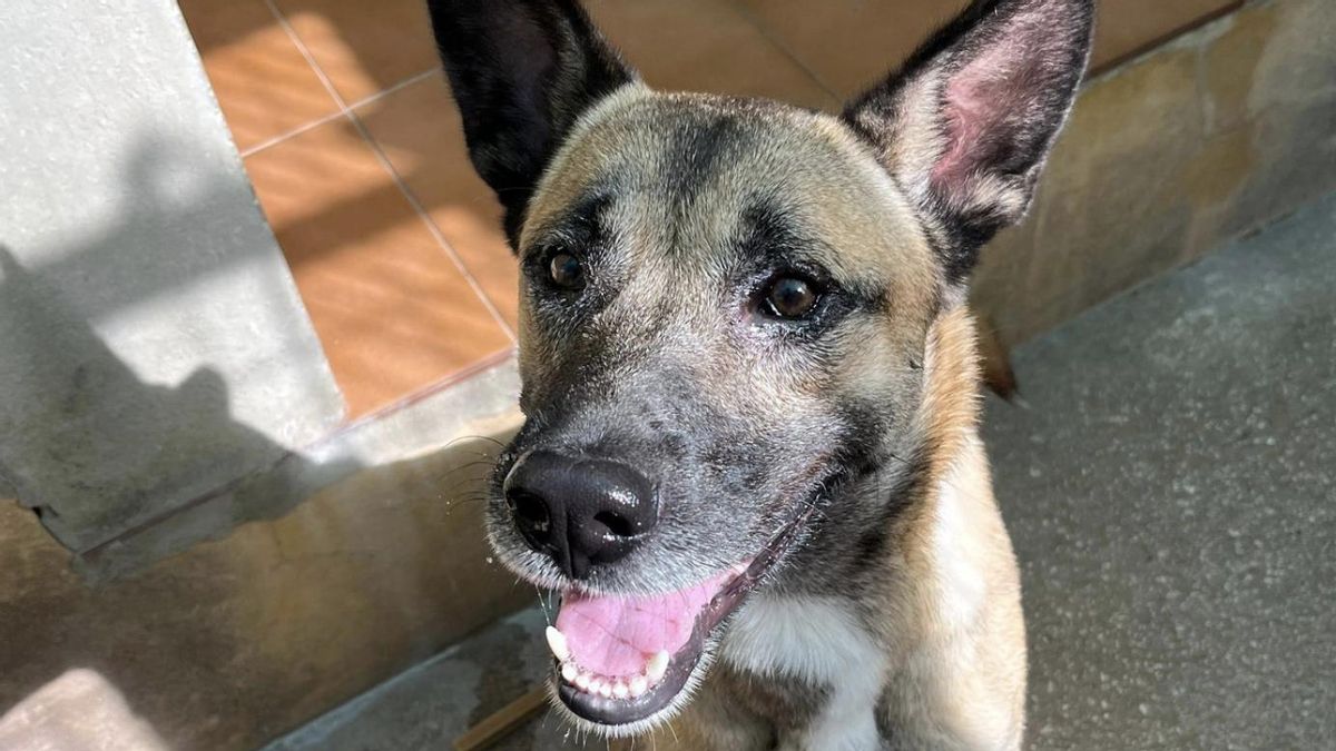 La inagotable fuerza de Júpiter, el perro abandonado en una perrera tras ser atropellado