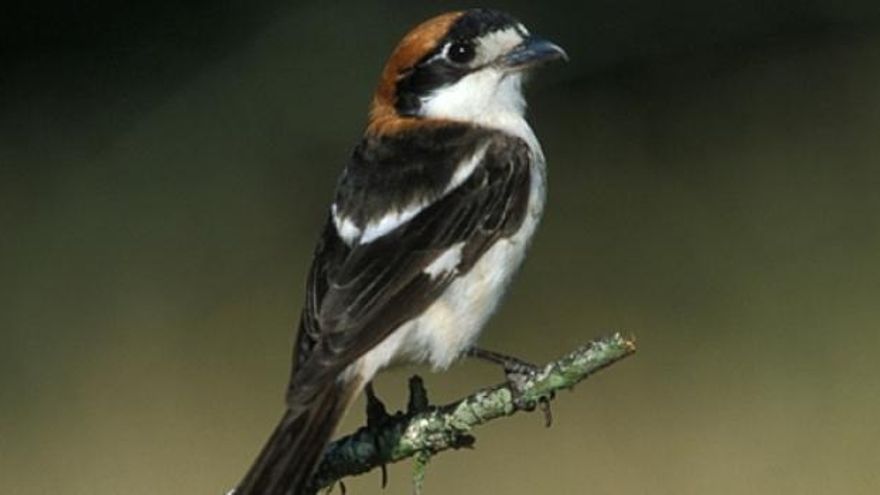 En aquellos días se documentó en Gran Canaria un ejemplar de alcaudón del Sahara nunca antes visto en España