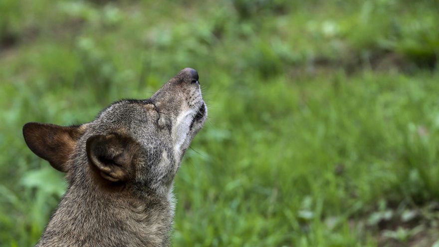 Los tribunales cántabros desestiman el recurso de los ecologistas y consideran "razonable" eliminar 41 lobos en Cantabria