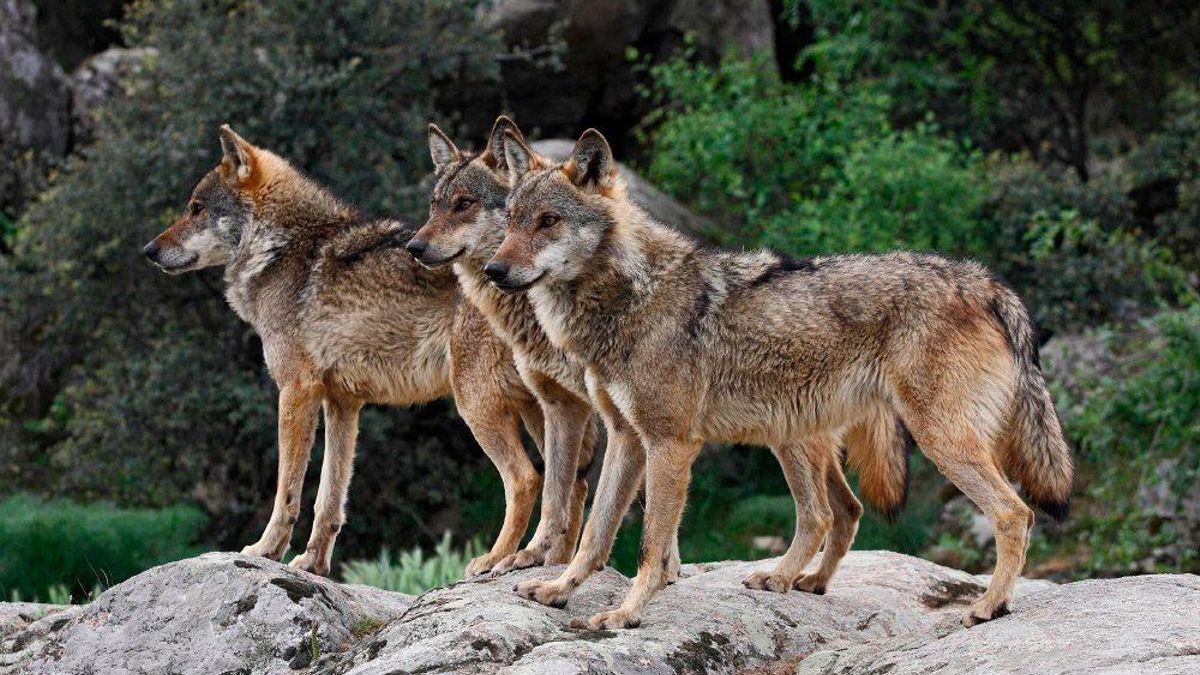Las asociaciones ecologistas tratan de frenar la caza de lobos en La Rioja tras desestimarse sus cautelares