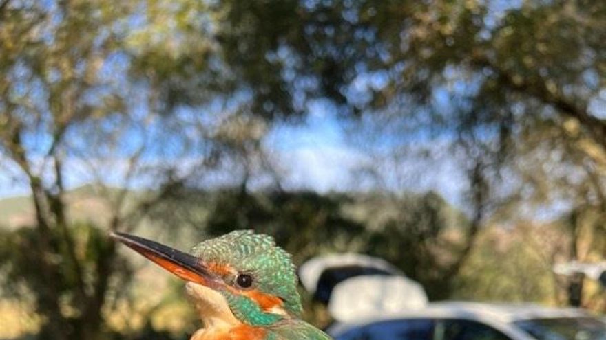 El día 11 de mayo habrá una nueva sesión de anillamiento científico en Tina Menor