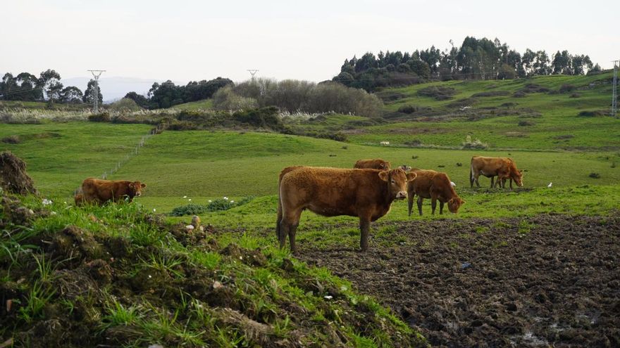 "No se ha visto nunca": las vacas se comen hasta las hojas de los árboles por la falta de pastos en el julio más caluroso de Cantabria