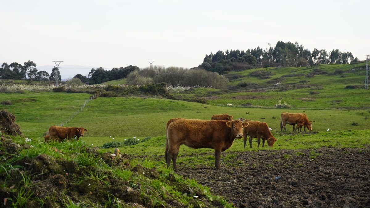 Vacas en campo de Cantabria.
