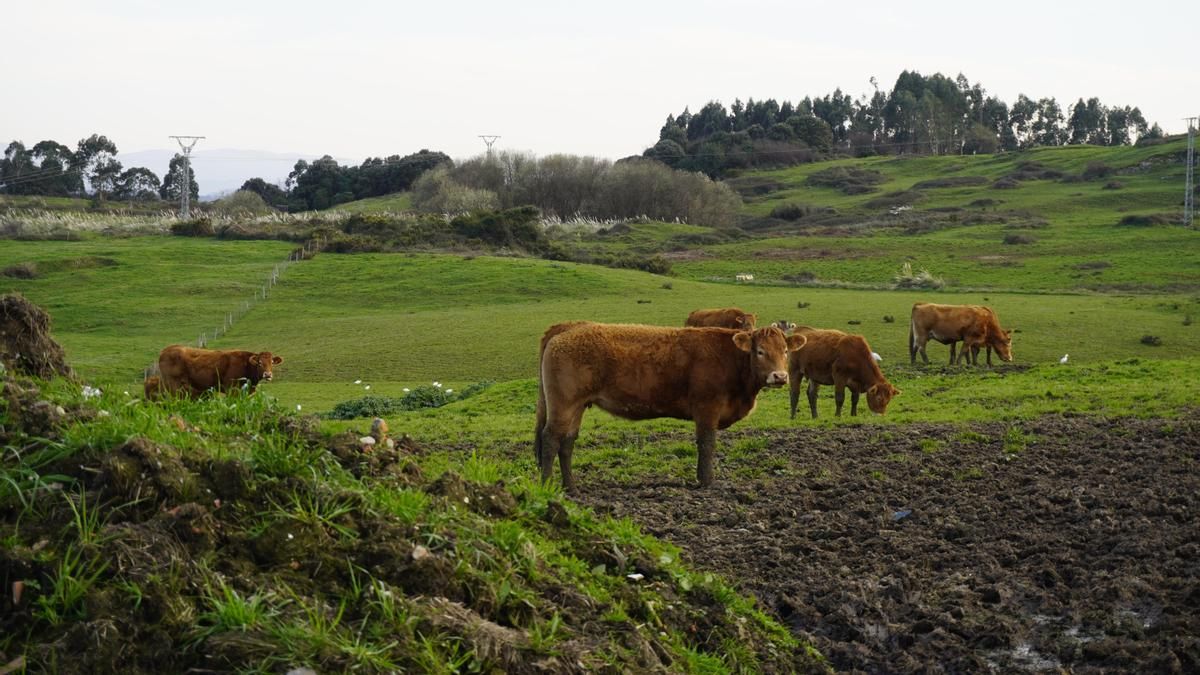 "No se ha visto nunca": las vacas se comen hasta las hojas de los árboles por la falta de pastos en el julio más caluroso de Cantabria