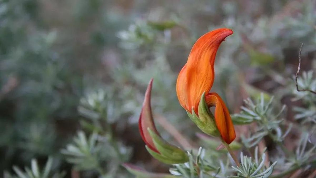 Canarias destina más de 700.000 euros a la recuperación de las especies endémicas ‘pico de fuego’ y ‘pico de cernícalo’