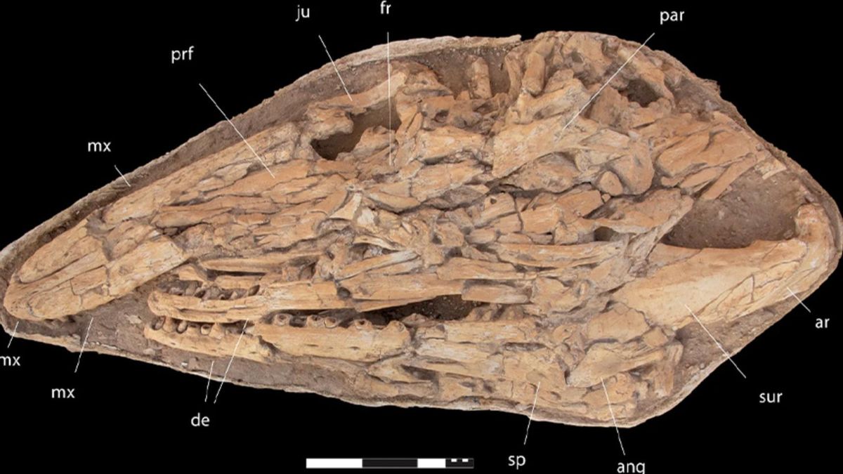 Marruecos destapa un gigantesco mosasaurio que obliga a replantear los océanos antes de la extinción de los dinosaurios