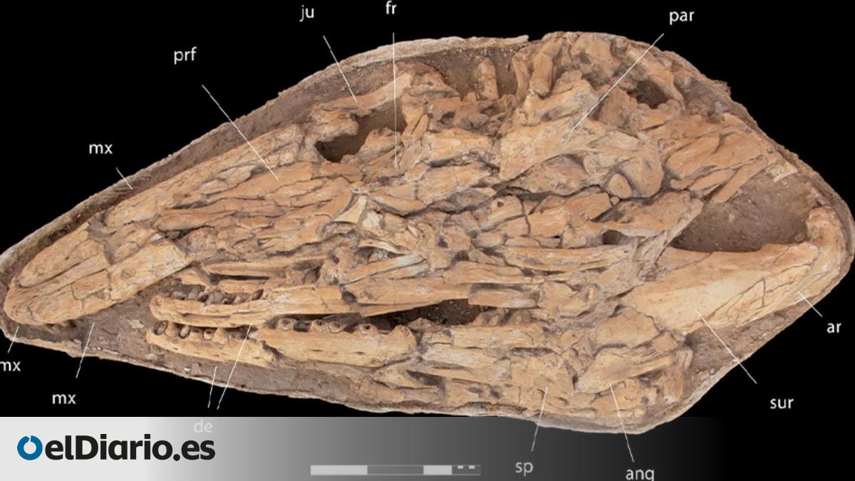 Marruecos destapa un gigantesco mosasaurio que obliga a replantear los océanos antes de la extinción de los dinosaurios