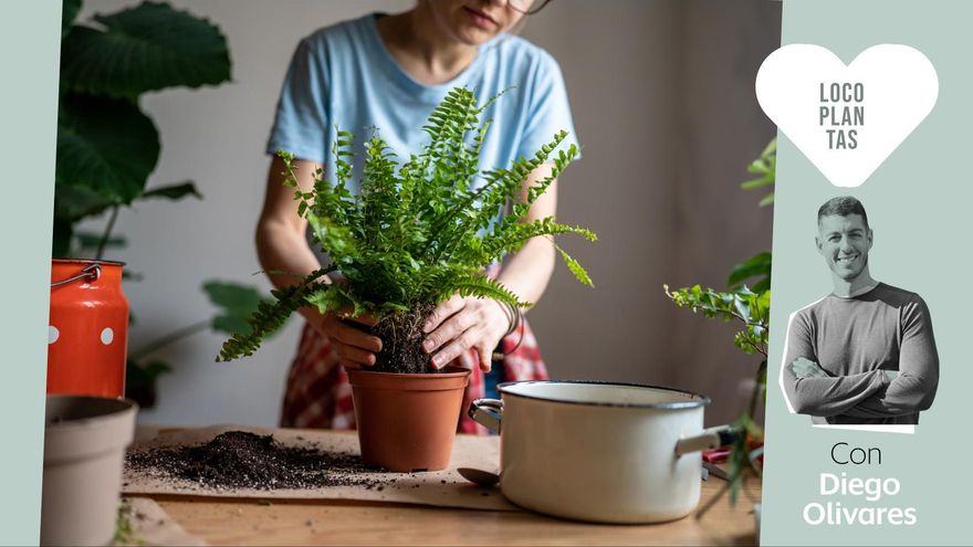 Trasplantar en casa: cómo cambiar de maceta tus plantas sin perderlas en el intento