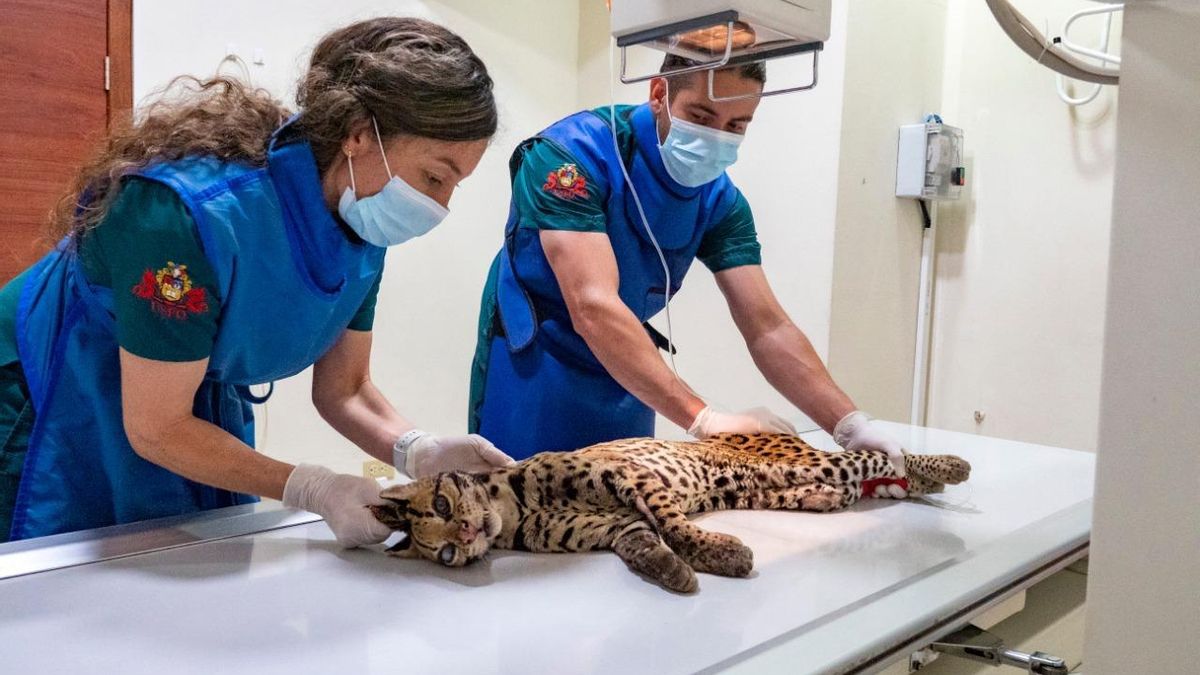 Un ocelote (Leopardus pardalis) es atendido en el Hospital de Fauna Silvestre (Tueri) de la Universidad San Francisco de Quito. Foto: Carolina Sáenz