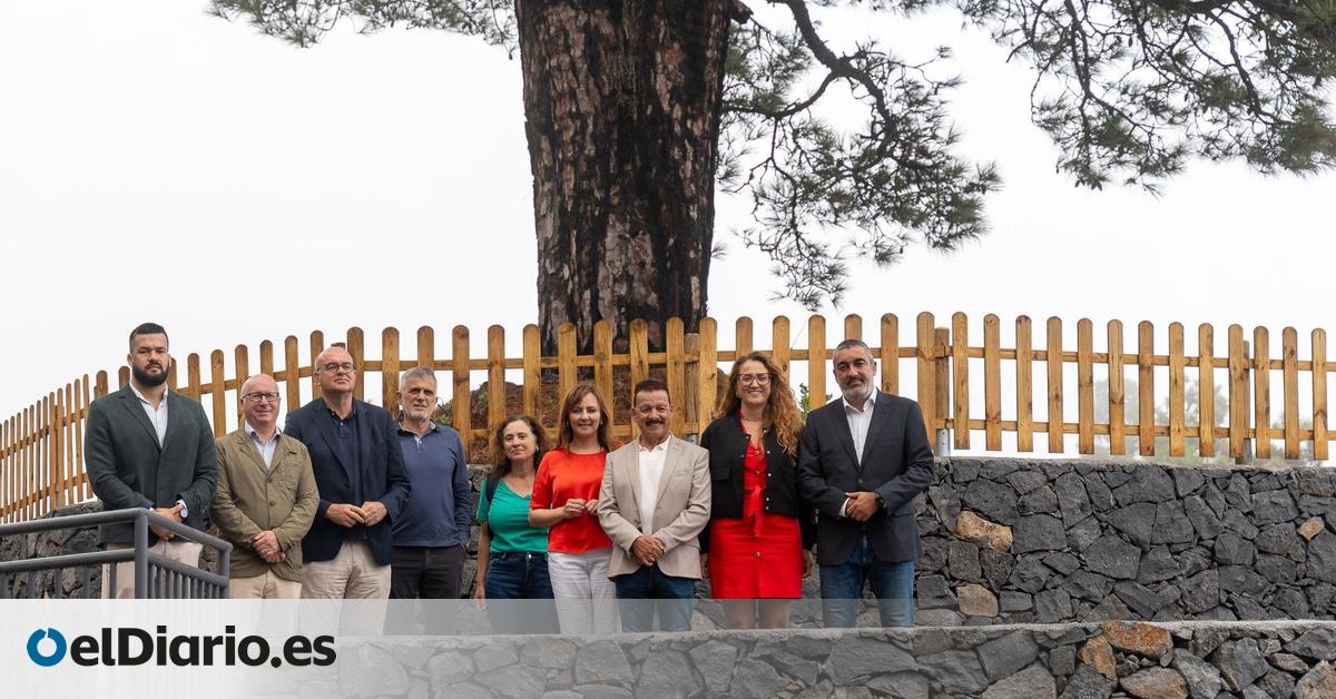 El Gobierno de Canarias convierte el Pino del Consuelo en monumento a la memoria histórica