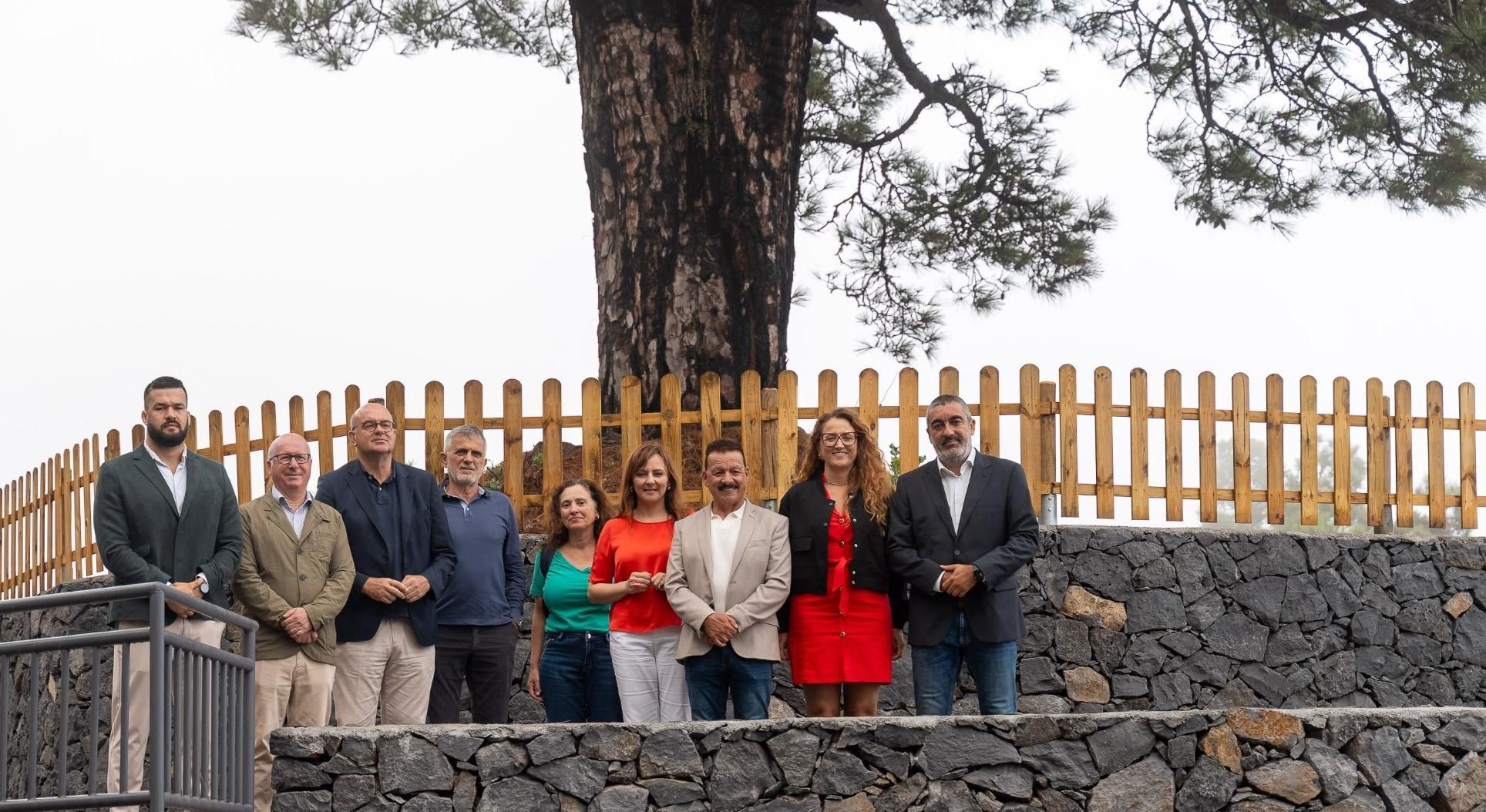 El Gobierno de Canarias convierte el Pino del Consuelo en monumento a la memoria histórica.