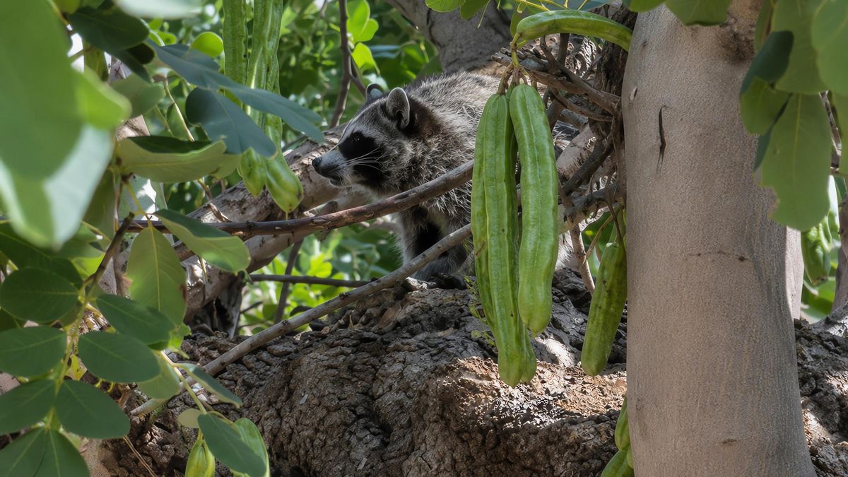 El mapache ocupa ya el conjunto de la Serra, está naturalizada pero sigue siendo invasora, según el diagnóstico del Servei de Protecció d’Espècies