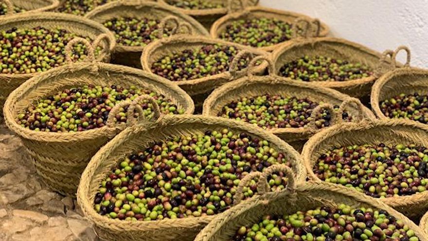 Aceitunas recolectadas