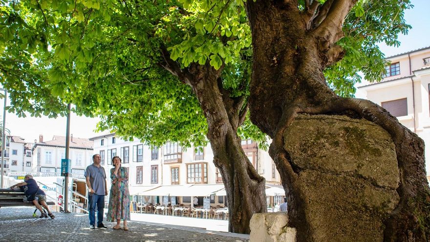 Castaño centenario de Comillas