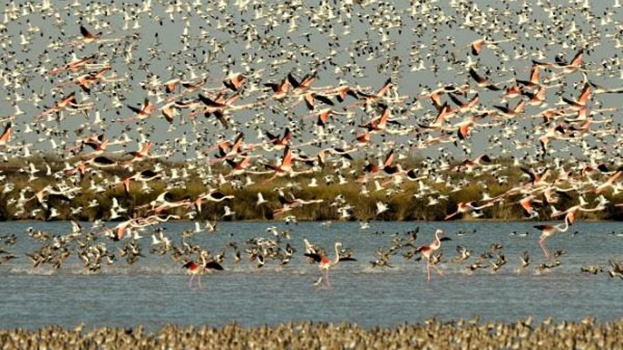 Doñana recibe a la primavera revitalizada por el agua: la mejor cifra de aves en años y la previsión de una 'explosión' de crías
