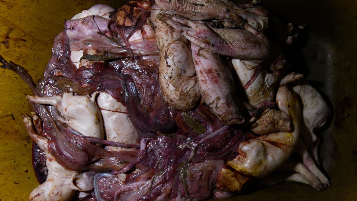 Pilas de lechones muertos cubiertos de placenta y otros horrores "constantes" en la industria porcina