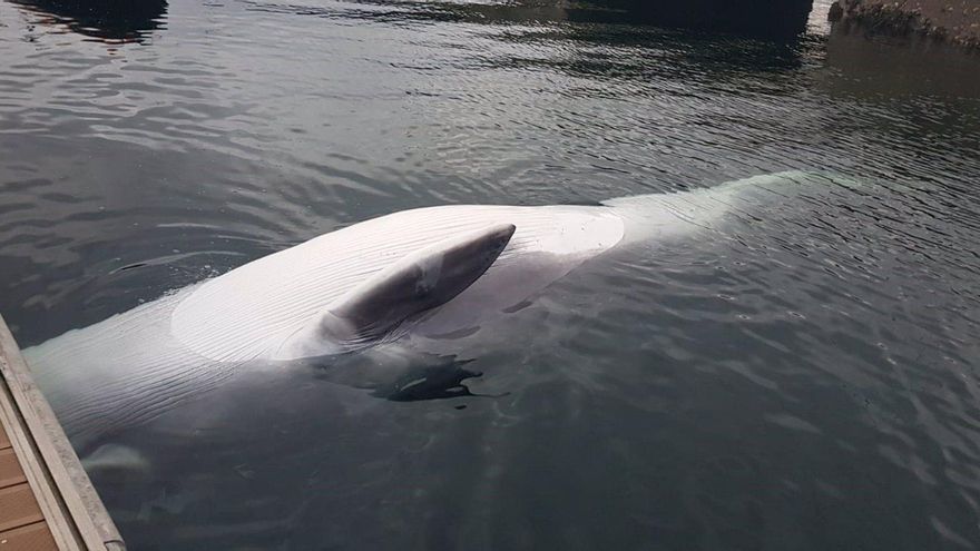 Aparece una cría de ballena de ocho metros muerta en Ferrol