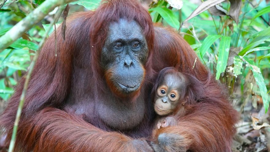 Una orangután y su cría.