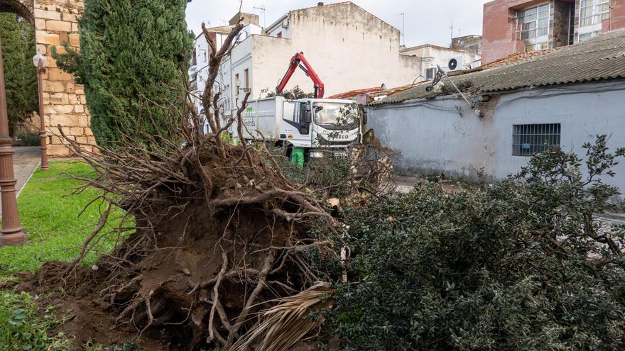Operarios del Ayuntamiento de Mérida trabajan en la retirada de árboles caídos a consecuencia de la borrasca esta noche y en la limpieza de las calles.