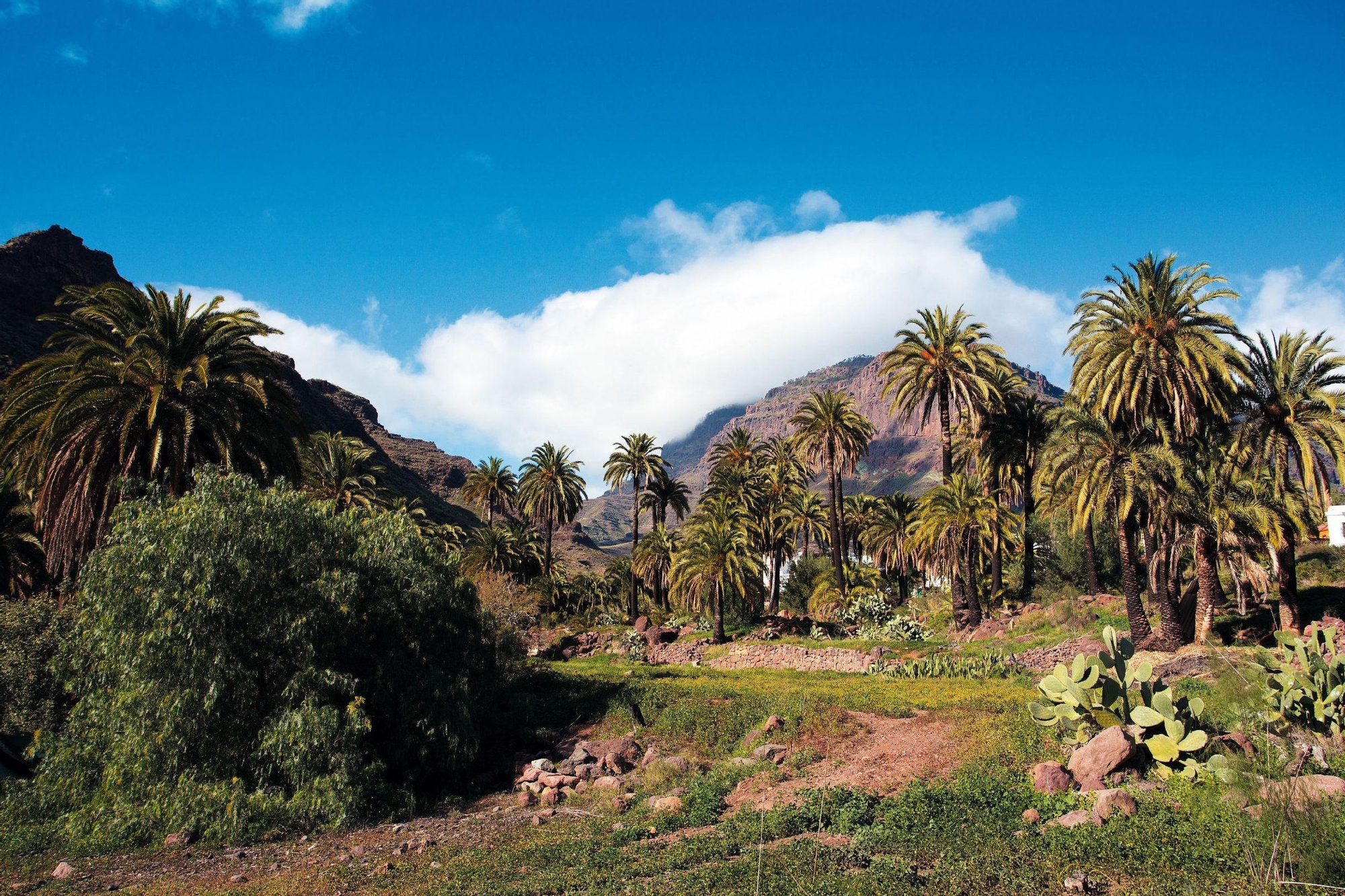 Palmeral de Veneguera