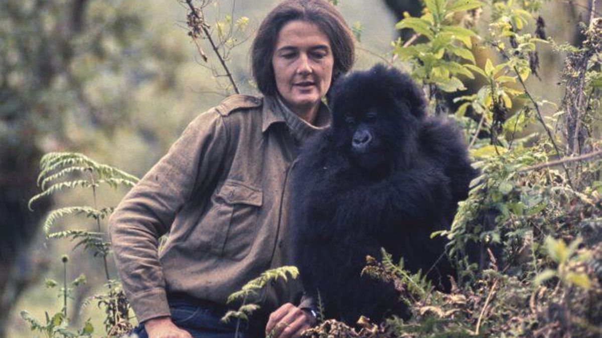 Aunque los gorilas siguen en peligro, su población ha crecido gracias al esfuerzo y el tesón de personas como Fossey