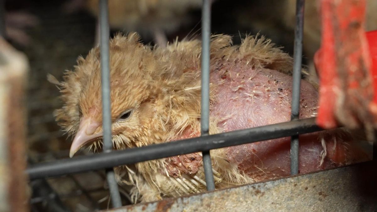 Una codorniz, desplumada y en mal estado físico, dentro de la jaula de la granja de Juneda (ARDE)