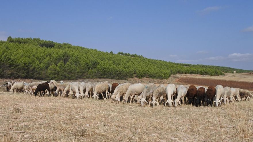 Castilla-La Mancha aprueba ayudas de hasta 250 euros por animal para reponer la cabaña ganadera perdida con la viruela ovina
