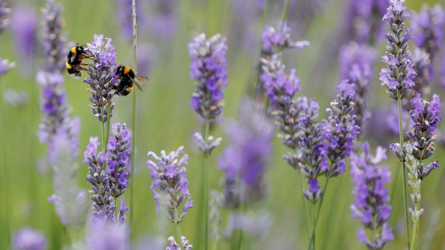 Urgen a aumentar la extensión de espacios naturales para evitar el declive de las abejas