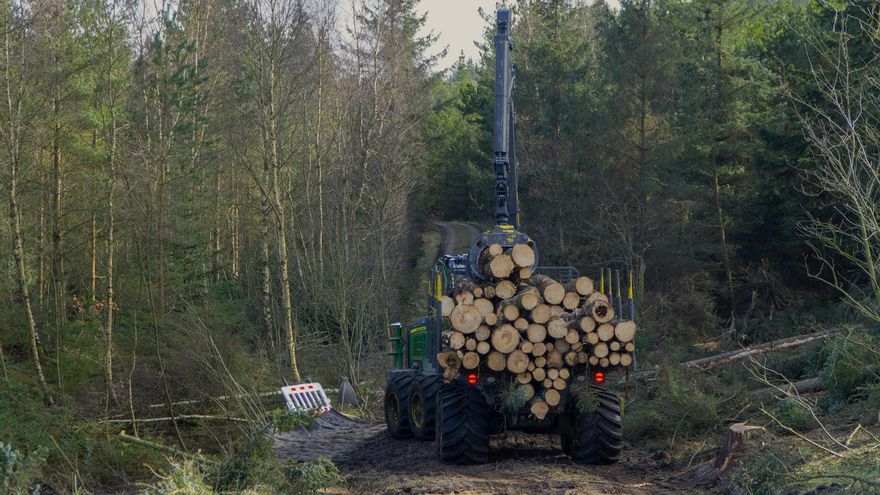 Experimento en Dinamarca: ¿talar un bosque entero es una forma de volver a la naturaleza?