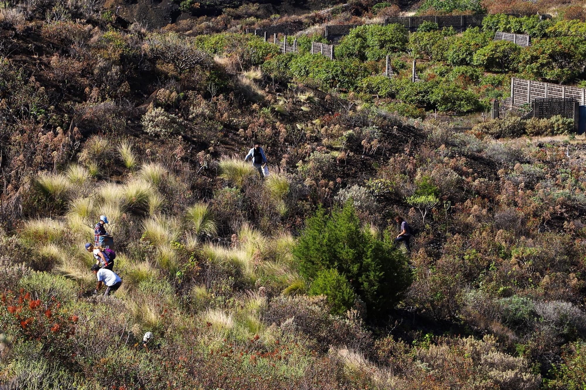 Armados con azadas, guantes y botellas de agua, un grupo de voluntarios del colectivo Sinrabogato se reunió en las faldas de la Montaña de la Centinela, en el municipio de Mazo, para combatir esta gramínea. LUIS G. MORERA/EFE
