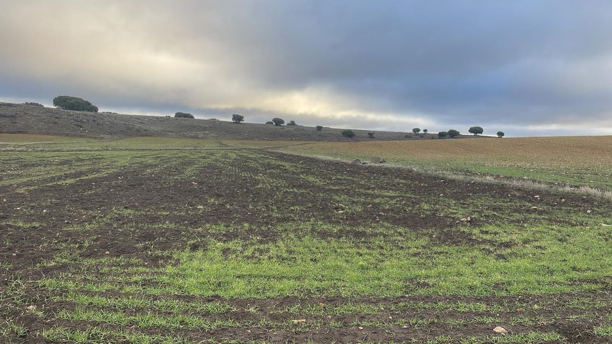 Denuncian pérdidas del 80% en las siembras del Campo de Montiel a causa de la proliferación de jabalíes
