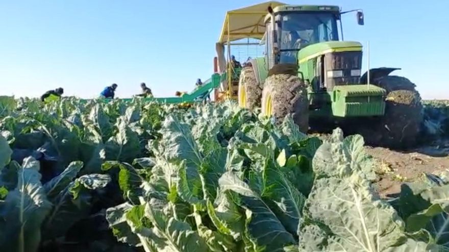 La lluvia cae como maná en los campos de Sevilla y recupera cultivos abandonados