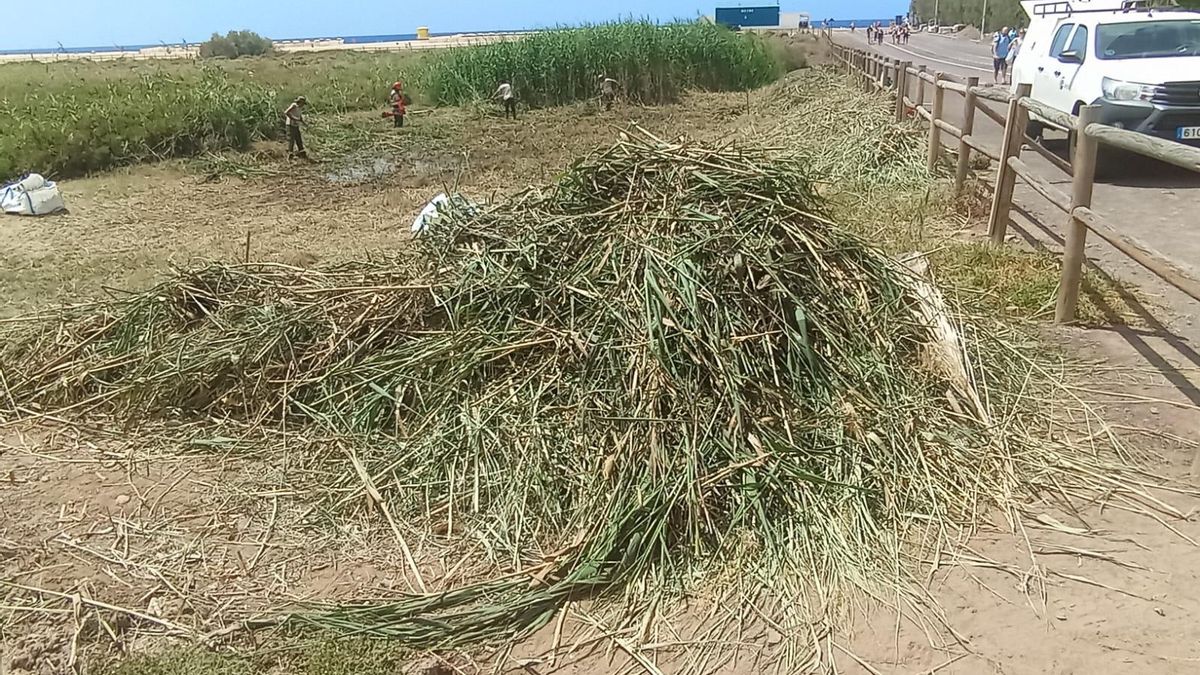 Fuerteventura comienza a erradicar el carrizo invasor en la zona de Jandía