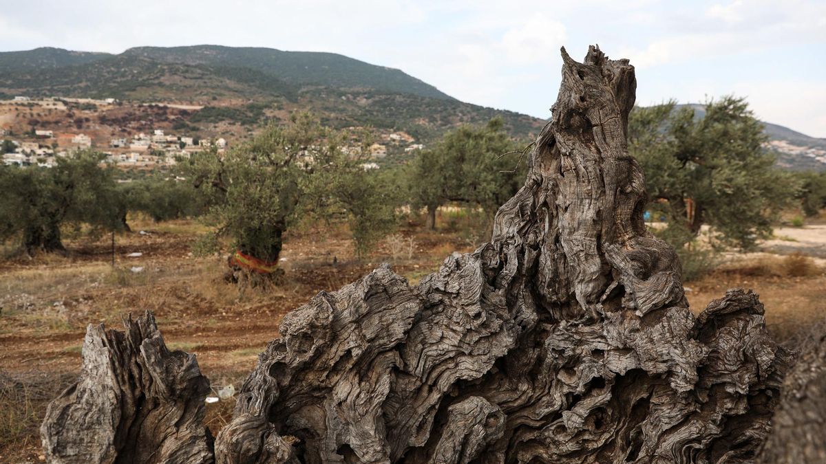Tronco de un olivo muy antiguo en el pueblo árabe de Rameh, en el norte de Israel, el 8 de noviembre de 2020.