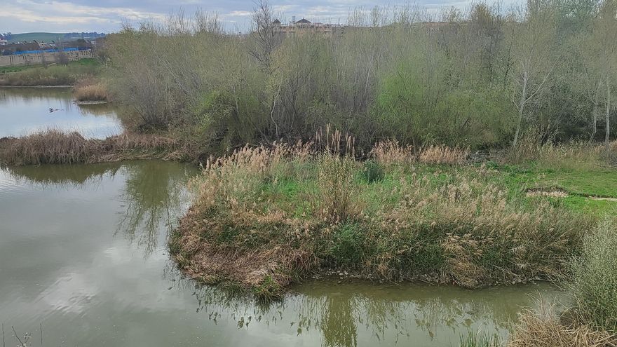 Advierten de que la planta invasora 'plumero de la pampa' ya ha pasado del Puente Romano a la Albolafia