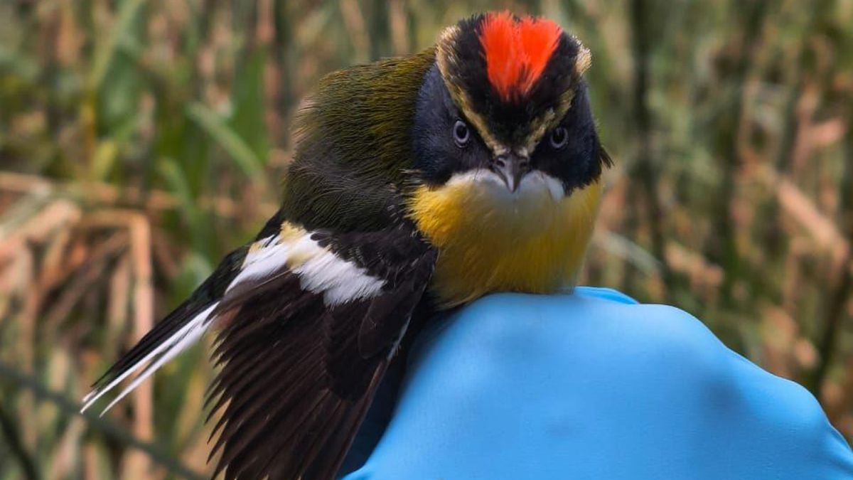 Un siete colores (Tachuris rubrigastra) tras ser muestreado. Foto: cortesía Yanina Poblete