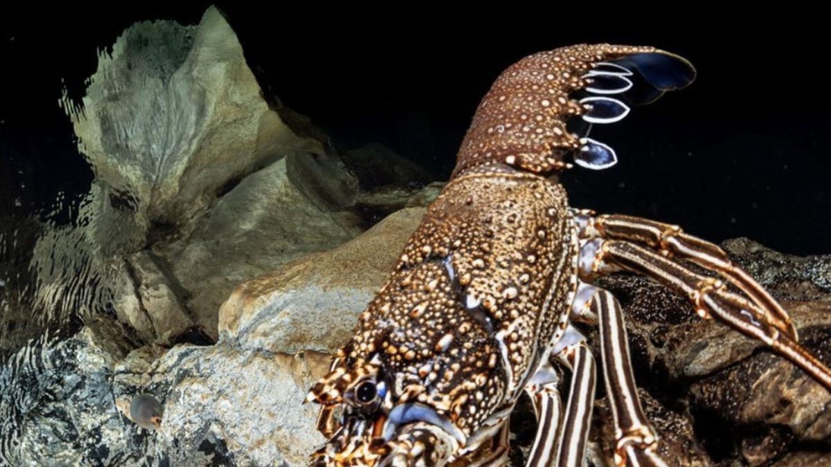 Solo el 1% de las reservas marinas canarias dispone de una protección “estricta”, según un estudio