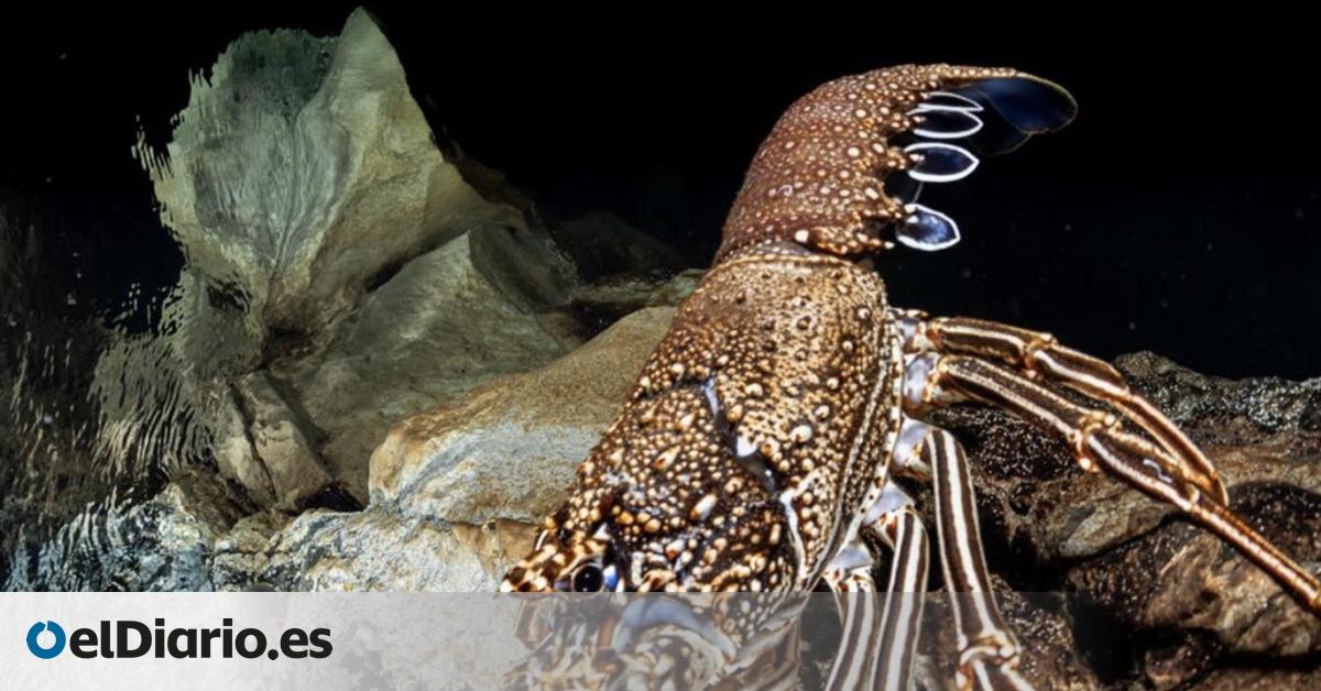 Solo el 1% de las reservas marinas canarias dispone de una protección “estricta”, según un estudio