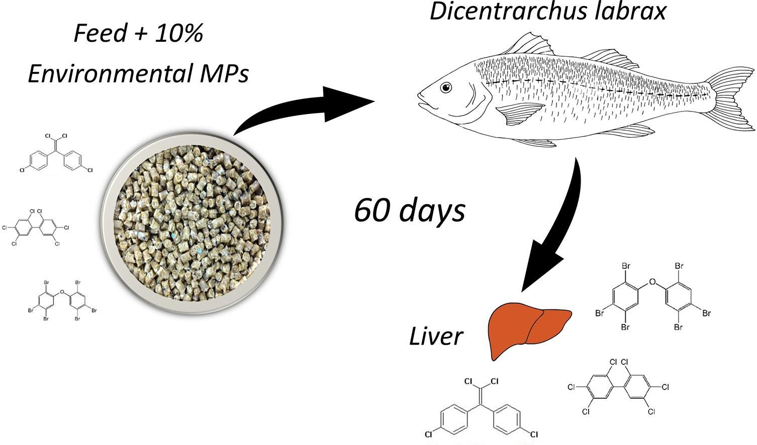 Imagen perteneciente al estudio de 'Bioacumulación de aditivos y contaminantes químicos procedentes de microplásticos ambientales en lubina europea (Dicentrarchus labrax)'.