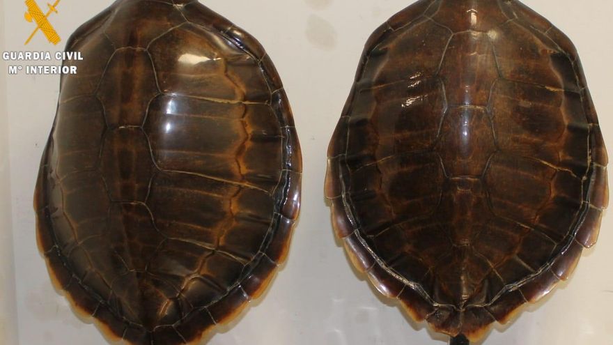 Los caparazones de tortuga que se usaban como lámpara en un establecimiento hostelero de Segovia.