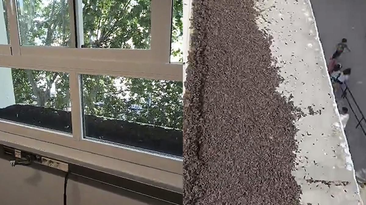 El Ayuntamiento asegura que retirará la colonia de murciélagos que afecta a un colegio de Alcolea