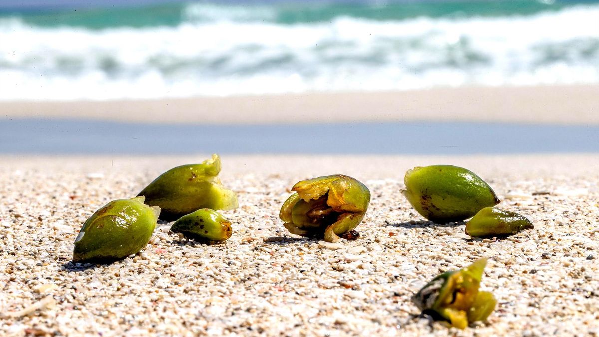 El rescate de los grandes sumideros españoles: un salvavidas para la posidonia y los bosques quemados