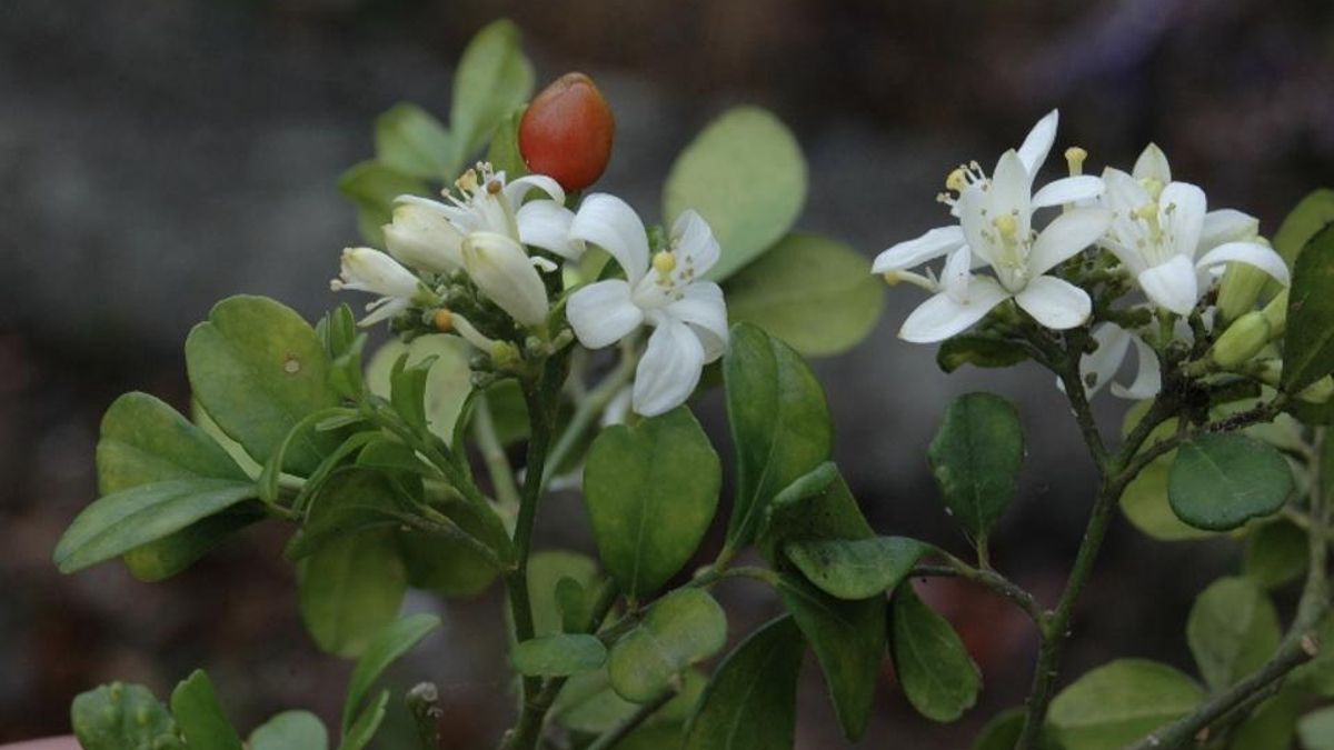 El ‘azahar indiano’ de la Casa Roja de Villa de Mazo (Murraya paniculata / Rutaceae)