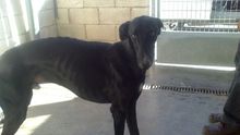 Mandela, un galgo que recogió la SPAP.