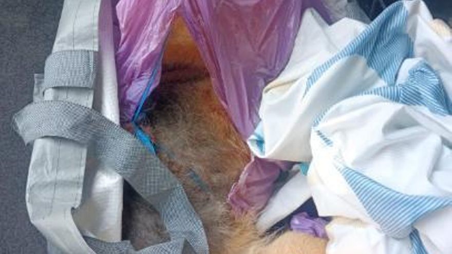 Dos personas detenidas en Horche por apalear a un perro hasta su muerte