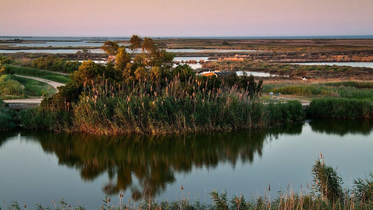 ¿Puede el plan millonario de Catalunya salvar el marisco del delta del Ebro ante la presión climática?