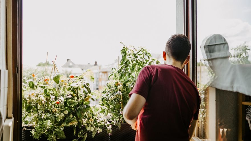 Huertas urbanas o tomates en el balcón: ¿puedo comer lo que planto sin miedo a la contaminación?