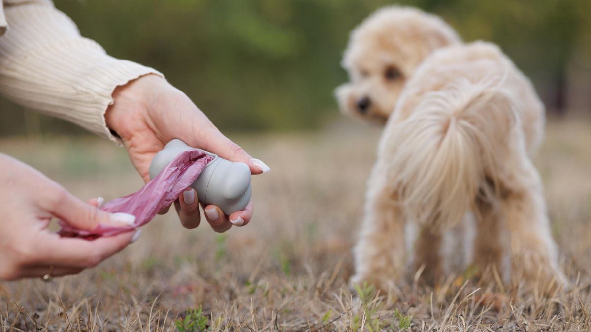 Recogida de deposición canina